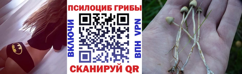 Псилоцибиновые грибы Cubensis  Купить где  Таруса 